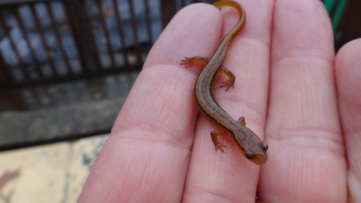 Northern Two Lined Salamander