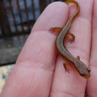 Northern Two Lined Salamander