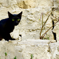 quasi un'ombra dagli occhi verdi di 