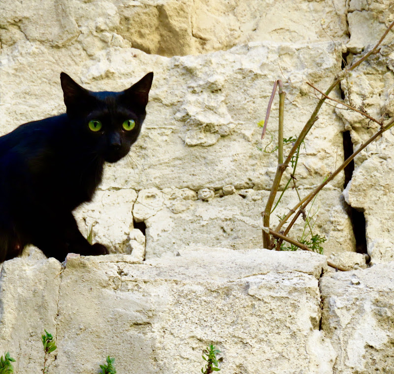 quasi un'ombra dagli occhi verdi di mariellaturlon