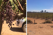 As a result of higher temperatures and less water, Nico Greeff’s grape farm, Begin Boerdery, is producing 60% of its usual crop.Images: NICO GREEFF