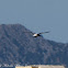 Shelduck; Tarro Blanco