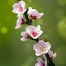 Blooming Trees Live Wallpaper icon