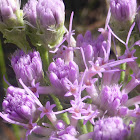 Florida Paintbrush