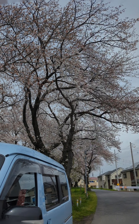 ハイゼットカーゴのサクラと愛車・桜・桜コラボに関するカスタム事例の投稿画像1枚目