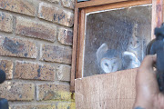 Owls that are used to eradicate rats in Alexandra being displayed in Marlboro Gardens Combined School. Picture Credit: Kgothatso Madisa, Sowetan LIVE.