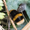 Buff-tailed Bumble Bee