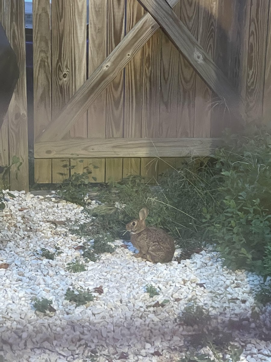 Eastern Cottontail