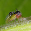 Ant-mimicking treehopper