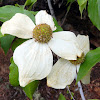 Pacific Dogwood