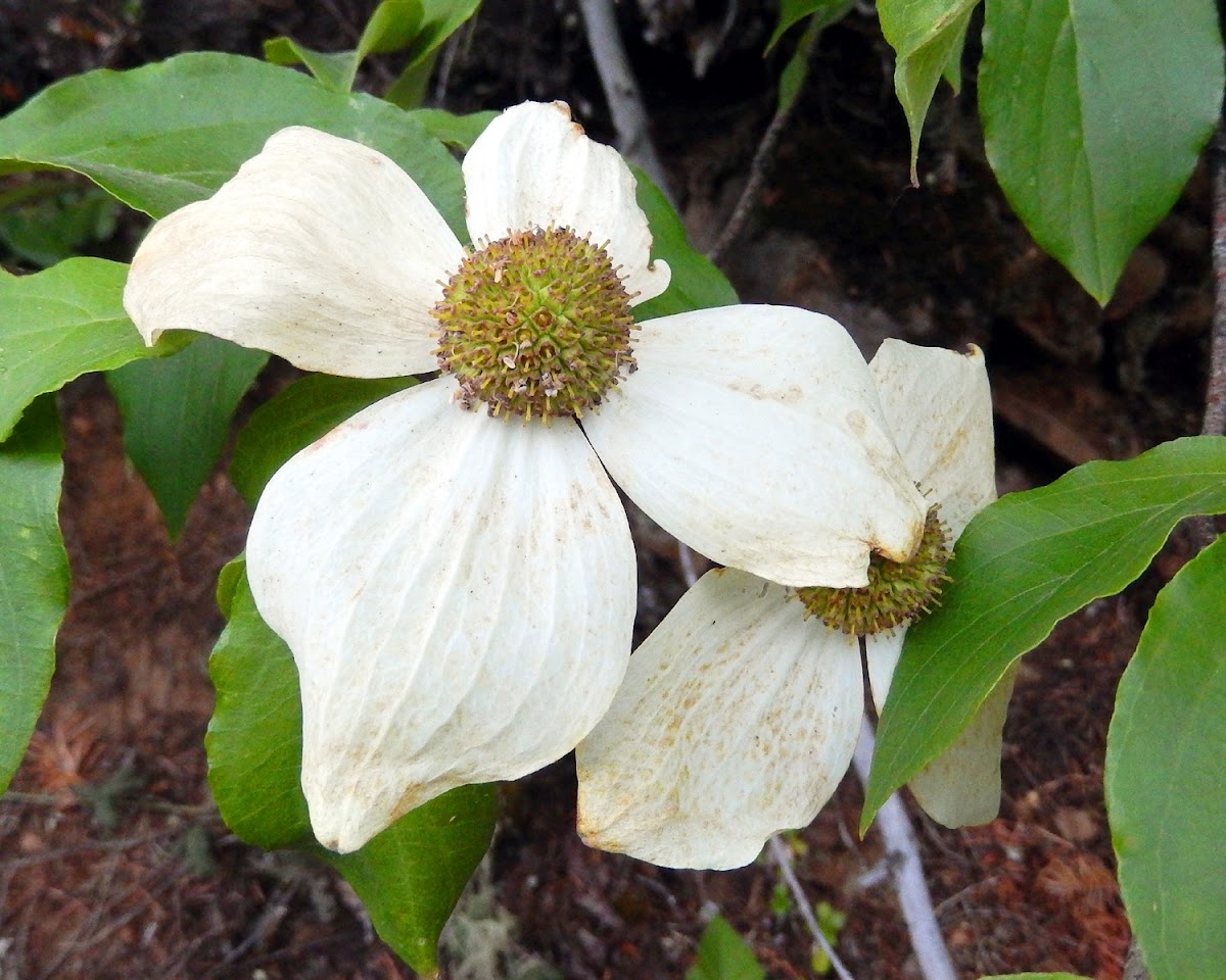 Pacific Dogwood