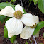 Pacific Dogwood