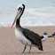 Peruvian Brown Pelican