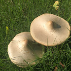 Green-spored Lepiota