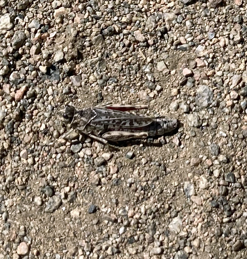 unidentified grasshopper