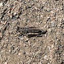 unidentified grasshopper