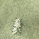 Leopard Moth