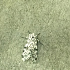 Leopard Moth