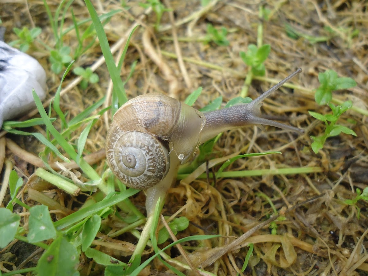 Snail