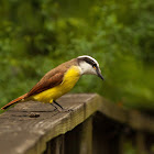 Great Kiskadee