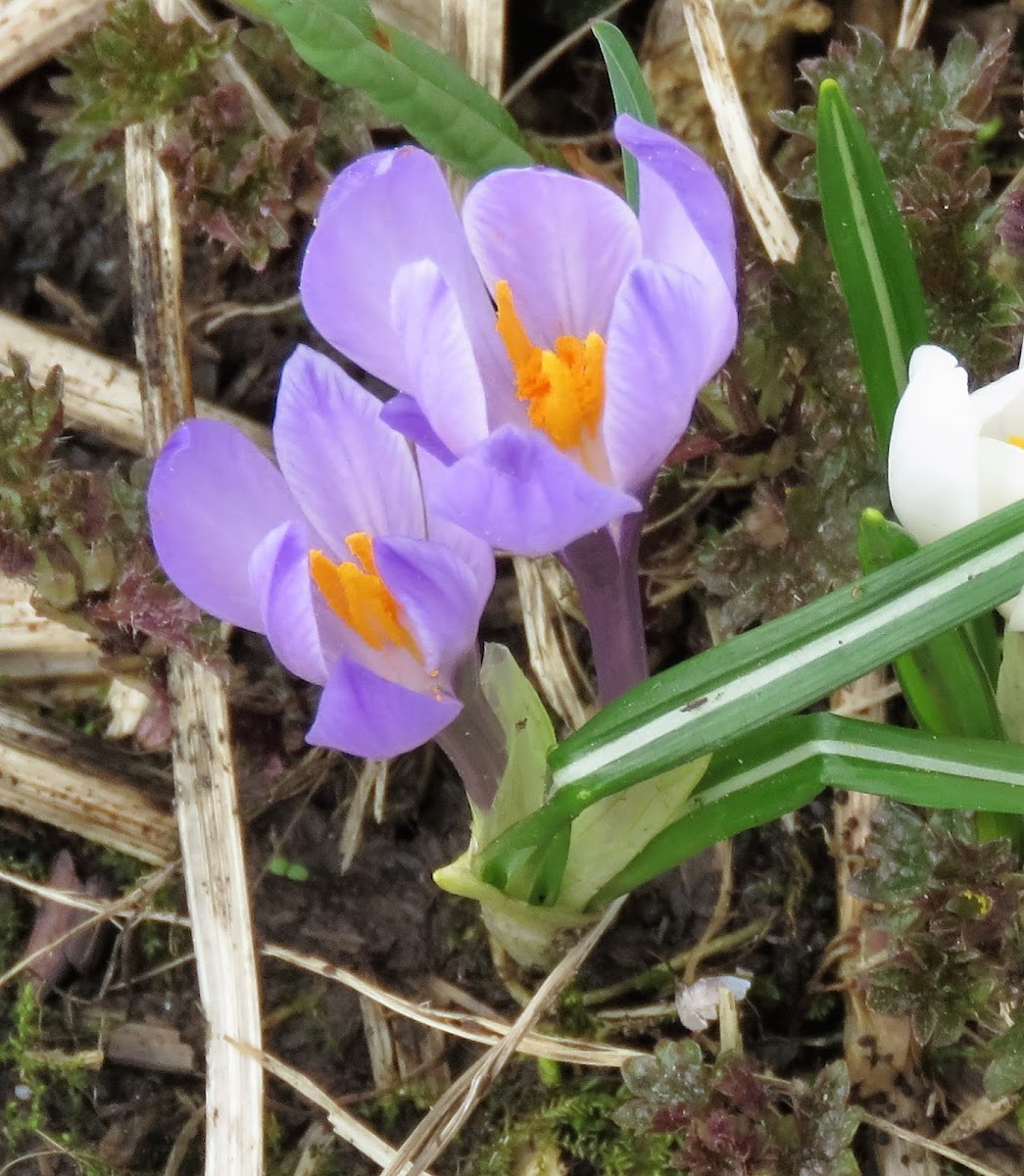 Spring Crocus