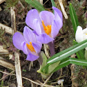 Spring Crocus