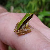 Green Cascade Frog