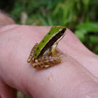 Green Cascade Frog