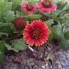 Gaillardia: Fire-wheel, Indian Blanket