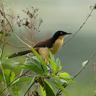 Black-capped Donacobius