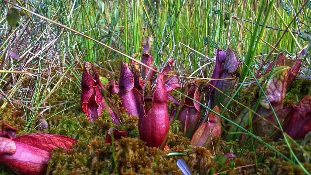 Purple Pitcher Plant