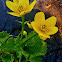 Marsh Marigold