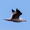 Yello-legged Gull; Gaviota Patiamarilla