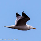 Yello-legged Gull; Gaviota Patiamarilla