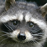 racoon