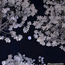 Mylinh Le