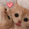 承均柯