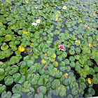 Användare: 양광택