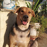 Profile image of ATMAJA DANI