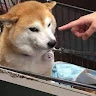 蔡帥哥