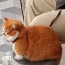 林都