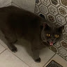 莨棋王