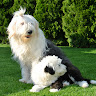 Writer: Bobtail Kennel Hungary Angelo Di Adams