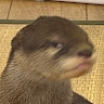 劉思宏