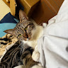 猴子 2