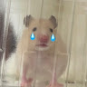 萊姆