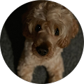 User profile - Sheryl Hutchinson.
