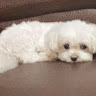 張家瑋 5