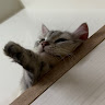 劉虹廷