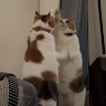 葉宗信